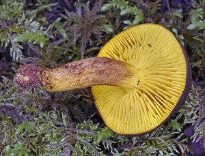 Phylloporus rhodoxanthus, the Gilled Bolete