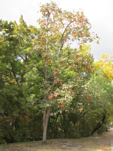 Persimmons do not like to grow in the forest. Photo by Pinnacle-Mountain.