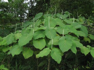 Do you know this tree? You would if you were a member of the Green Dene Forum. 
