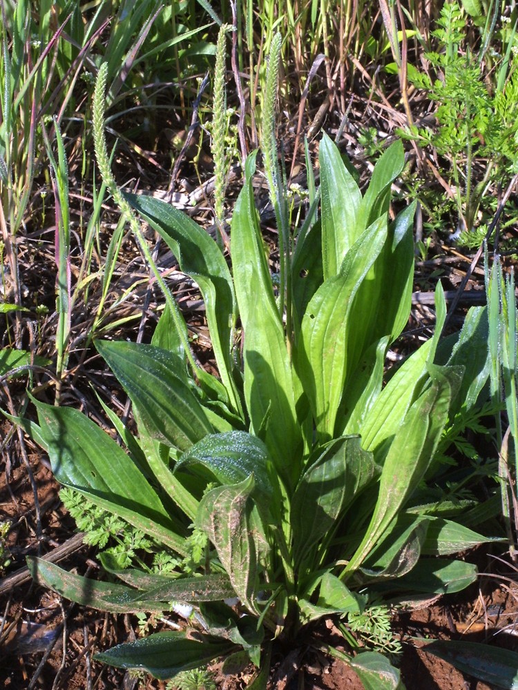 Image of Dwarf plantain weed
