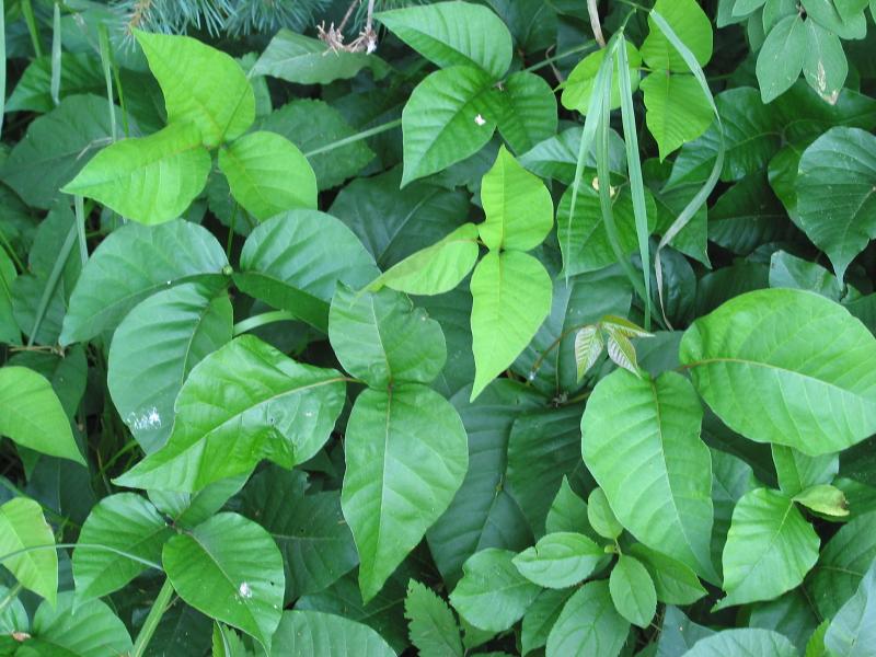 Kids Poison Ivy Prevention