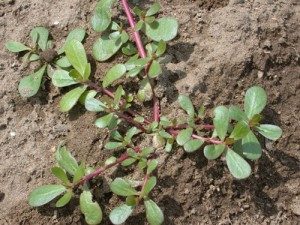 Purslane is edible but what about other genus-mates?
