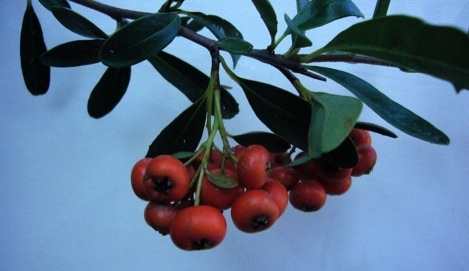 pyracantha coccinea