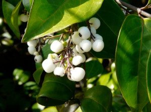 Randia aculeata, White Indigoberry, photo by the Florida Native Plant Society.