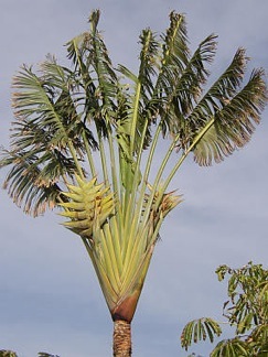 Traveller's palms (Ravenala) Flower, Leaf, Care, Uses - PictureThis