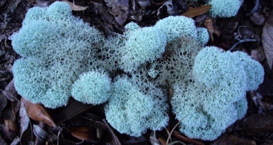 Reindeer Moss - Eat The Weeds and other things, too