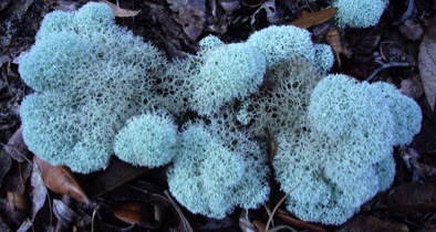 Lichen - Reindeer Moss (Icelandic Moss) Moss Green