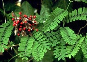 Rosary Peas are the most toxic seed on earth. 