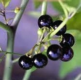 The Black Nightshade produces berries.