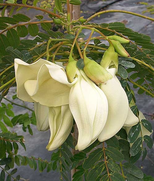 Sesbania Sesban Flower Best Flower Site Sesbania Sesban Flower Best Flower Site