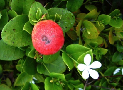 thumbnail image 2 of Carissa Grandiflora NATAL PLUM Seeds – Fragrant Flowers, Bush & Shrub 2 of 5