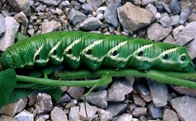 are tomato hornworms poisonous to dogs