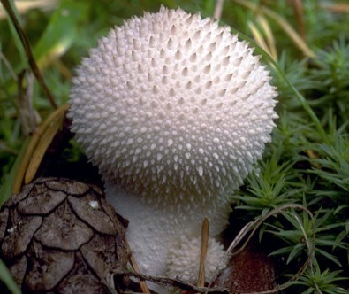 Puffballs, Small and Gigantic - Eat The Weeds and other things, too