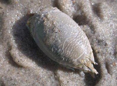 48) SAND CRABS - Catch and Cook & Eat, Mole Crabs/ Sand Fleas 