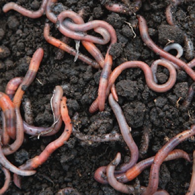 Earthworms - Eat The Weeds and other things, too