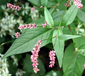 Smartweed, photo by Brandeis Univ. 