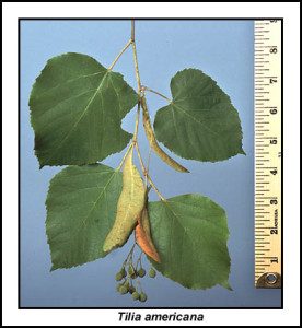 Basswood leaves are the tree lettuce of spring. 