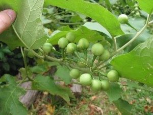 Trukey Berries, photo by GardeningwihtWilson