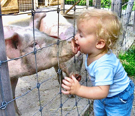 "It was the best of swines, it was the worst of swines."