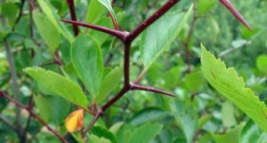 Thorns are always associated with a leaf. 