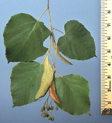 american linden tree leaves