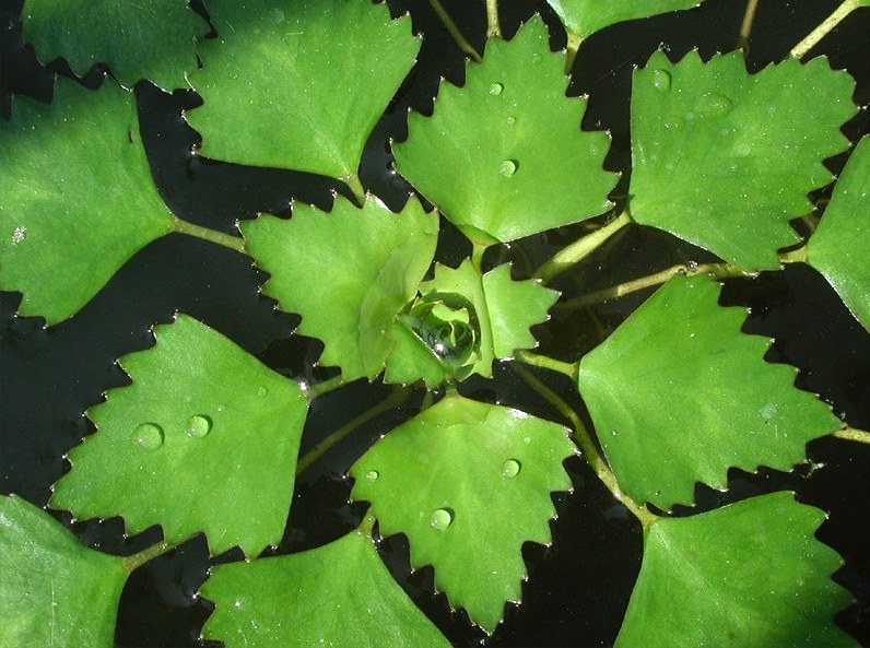 Floating Rosette of Water Chestnuts