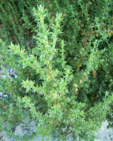 Tumbleweed, - Russian Thistle - DesertUSA