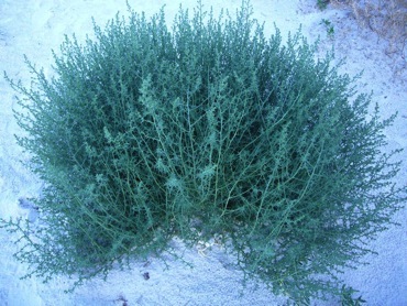 What plant makes a tumbleweed?