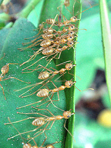 weaver ants