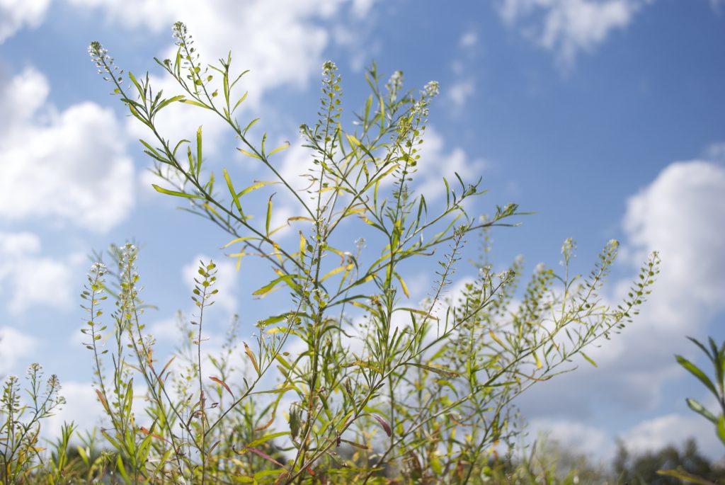 Shepherd's Purse: Nature's Heart Shaped Helper – WishGarden Herbs