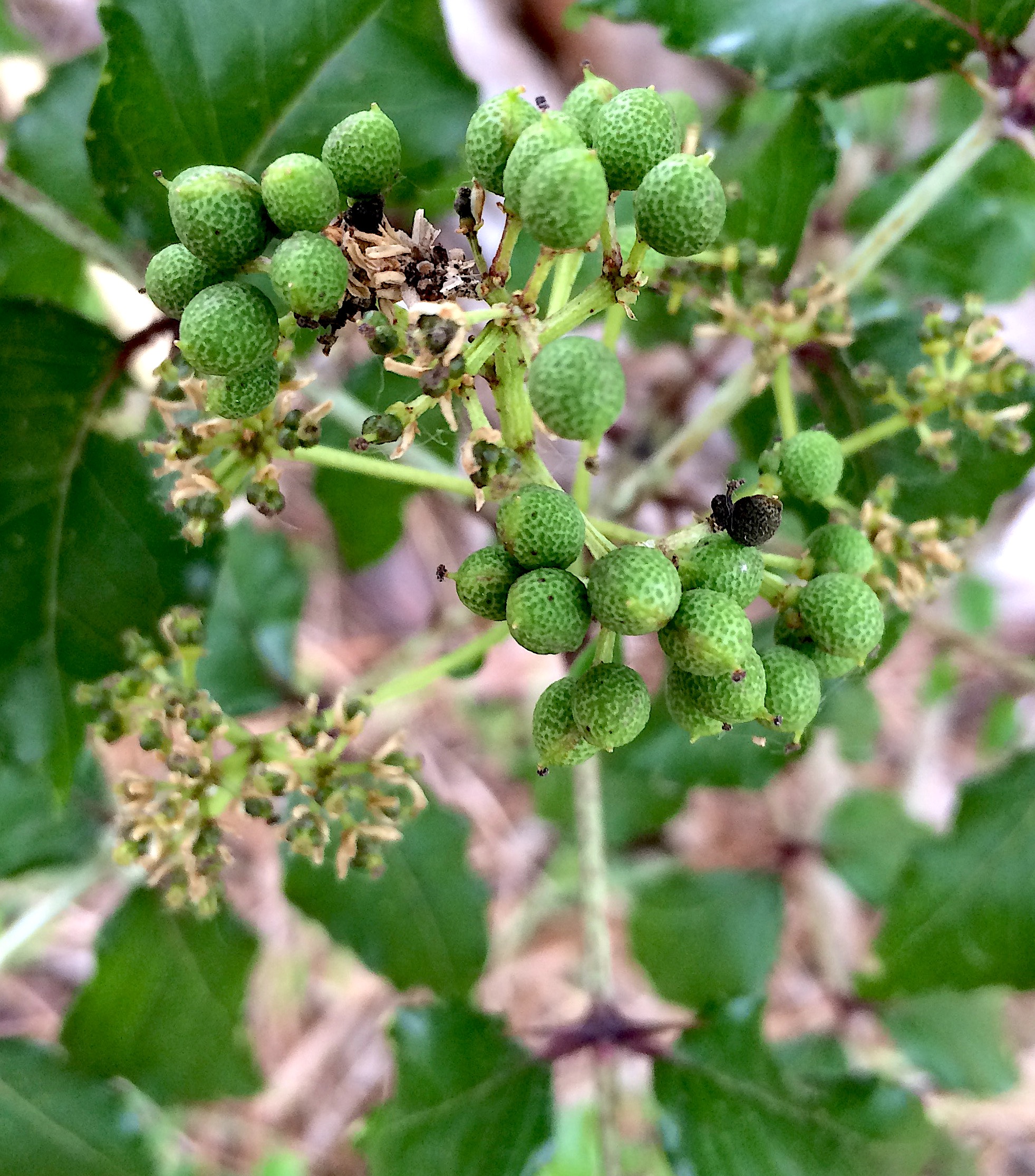Newsletter 03 April 2018 - Eat The Weeds and other things, too