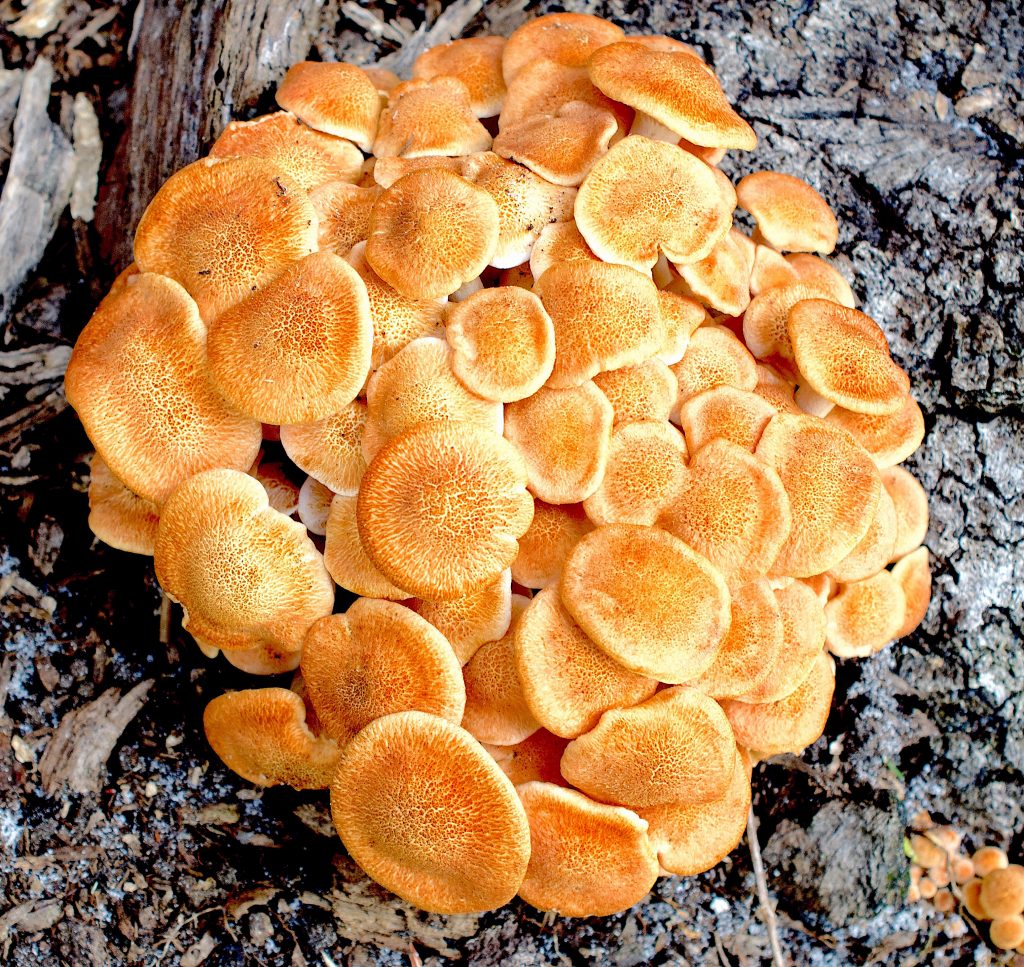 Pine Mushroom (Tricholoma murrillianum) in California