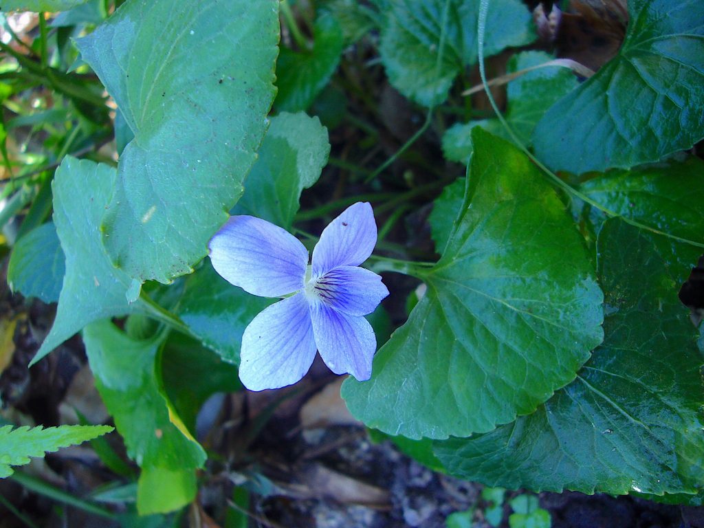 Dried Edible Flower Violet - Glass Jar - 100 Flowers