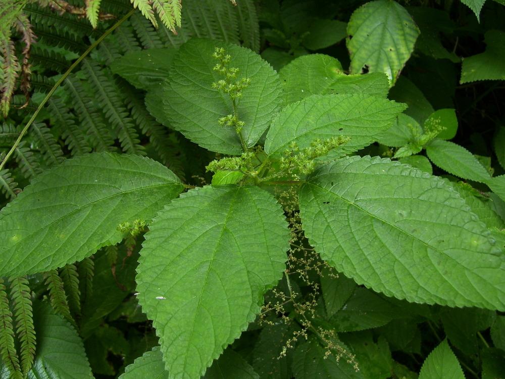 Foraging Canadian Wood Nettle {Identification & 4 Best Uses}