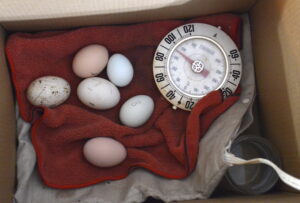 Now seven eggs are incubating, fie chicken and two ducks. Photo by Green Deane