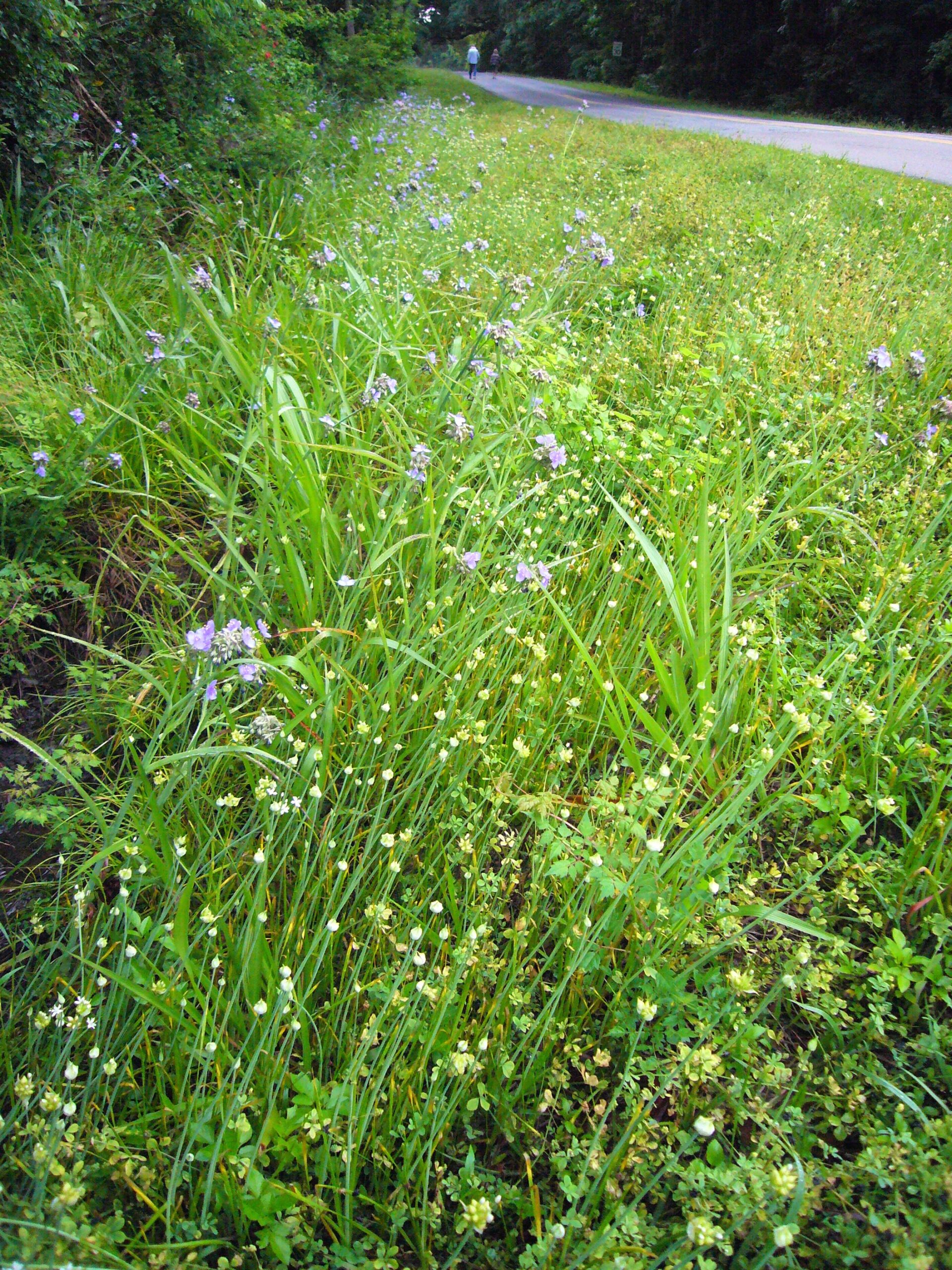 Newsletter #596 April 9 2024 - Eat The Weeds and other things, too