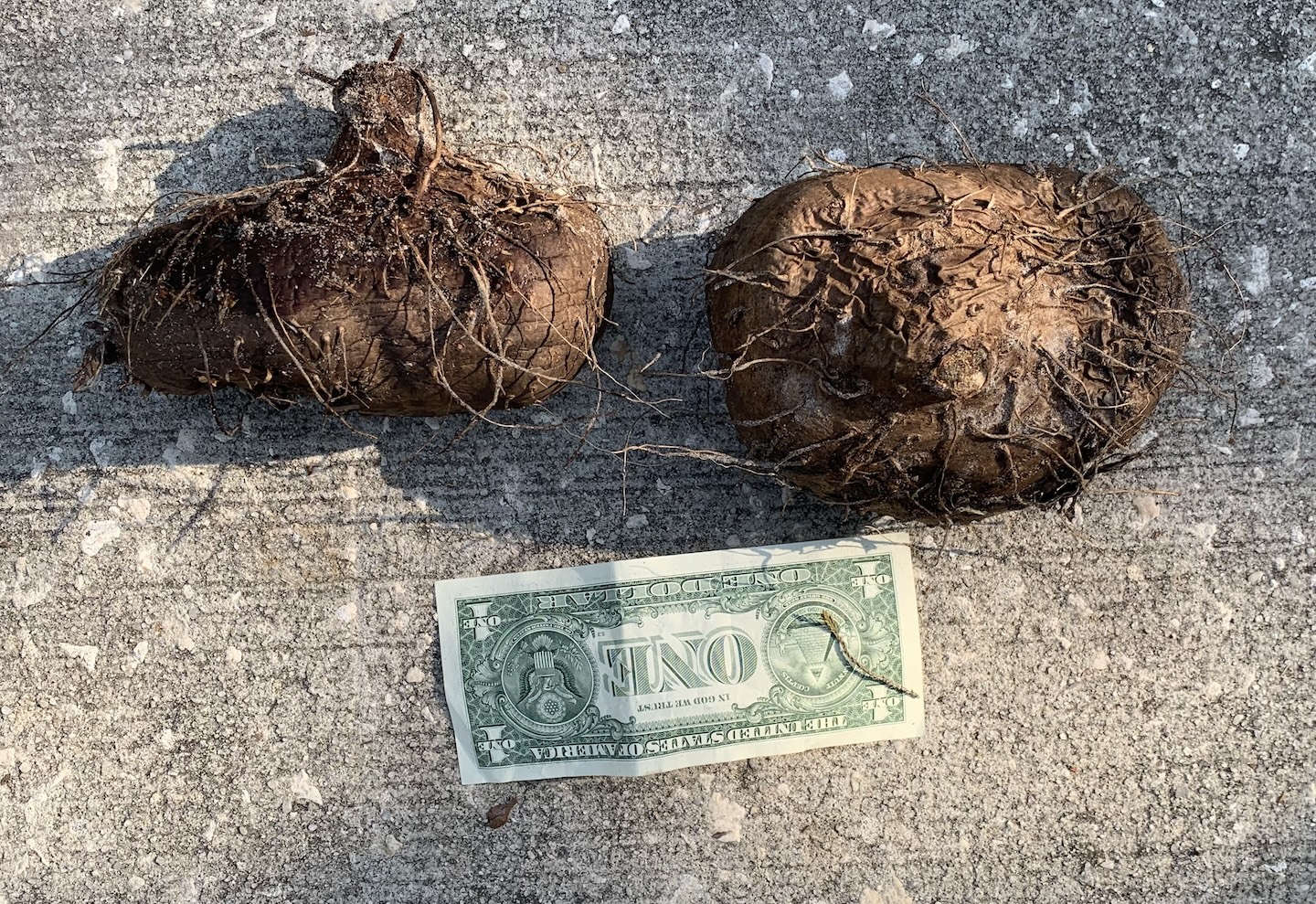 Newsletter #600, 5 May 2024 - Eat The Weeds and other things, too