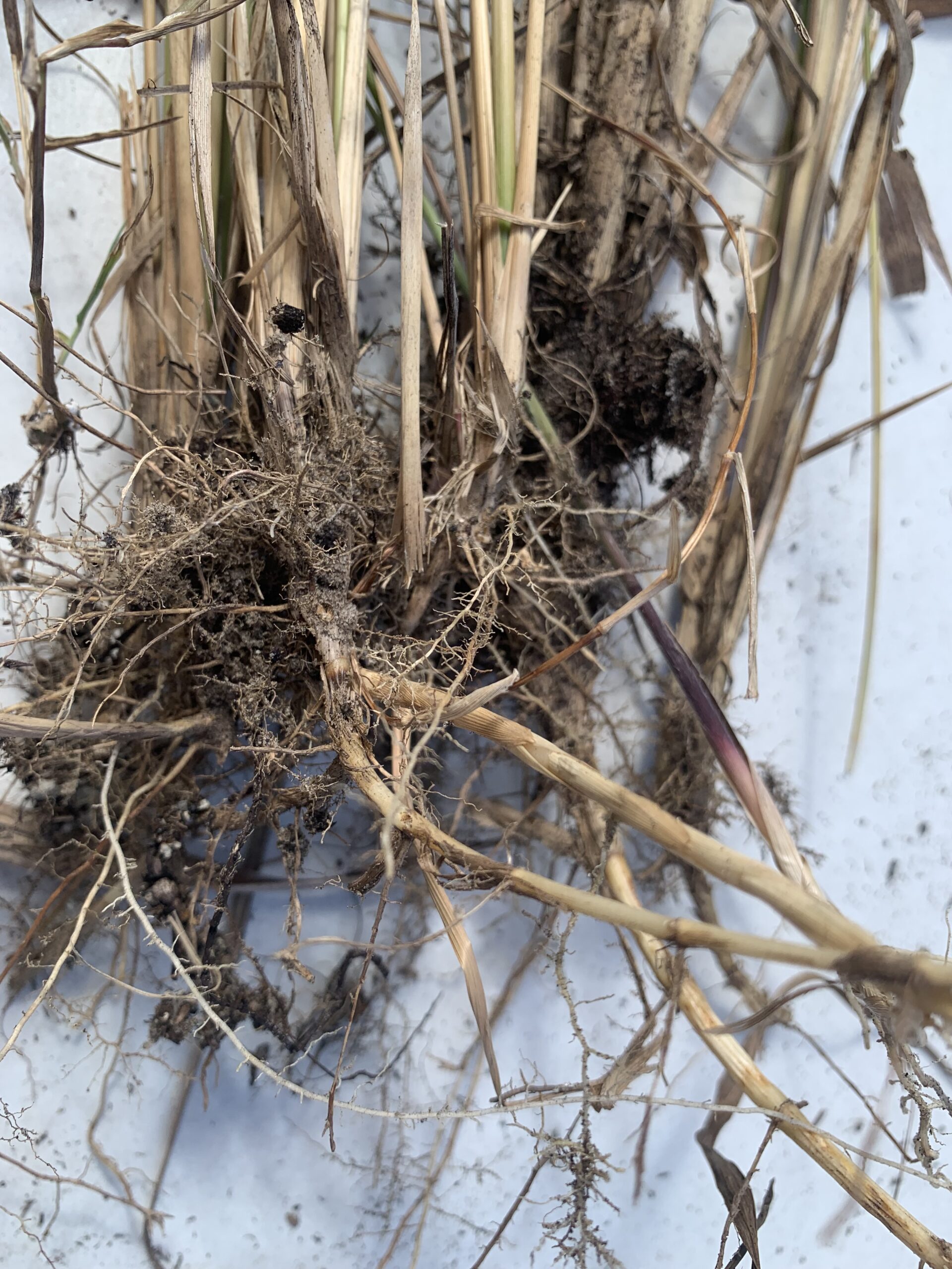 Colomial Roots Eat The Weeds and other things, too - Foraging, Permaculture, and other ...
